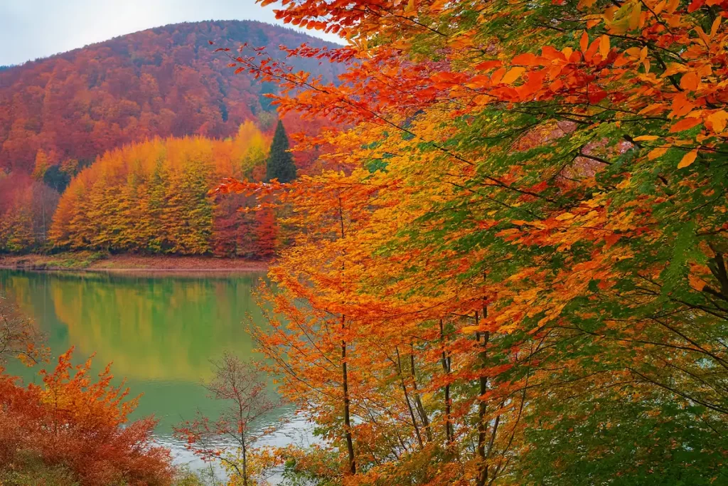 Selva de Irati en octubre