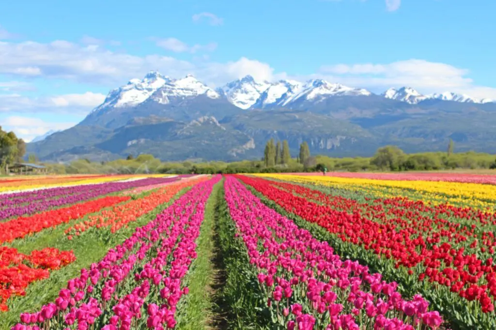patagonia en primavera
